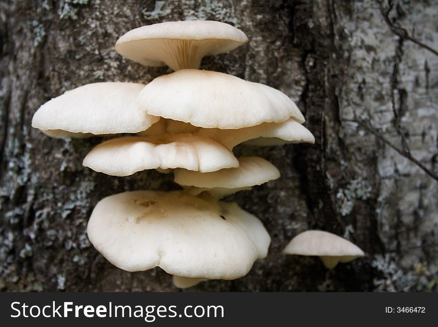 Arboreal mushrooms growing on tree trunk. Edible fungus.