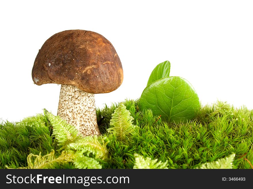 Brown cap Mushroom in green moss isolated on white. Eatable mushroom, very delicious.