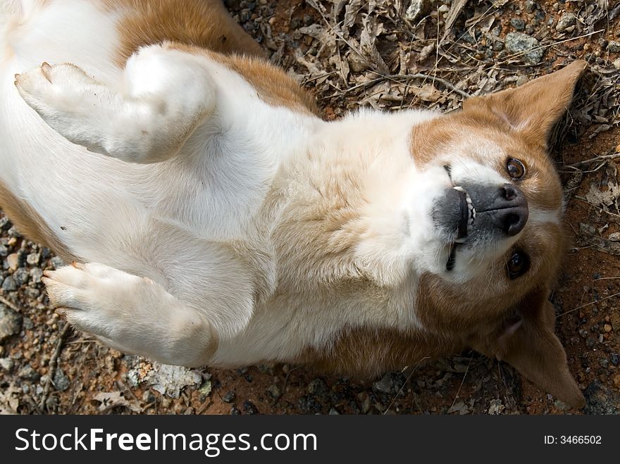 A dog who was lying on her back to get attention. A dog who was lying on her back to get attention.