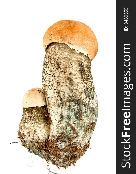 Orange-cap Mushroom isolated on white. Eatable mushroom, very delicious.