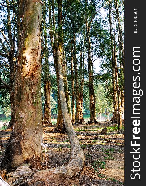 The reservoir in Hong Kong Shing Mun Country Park