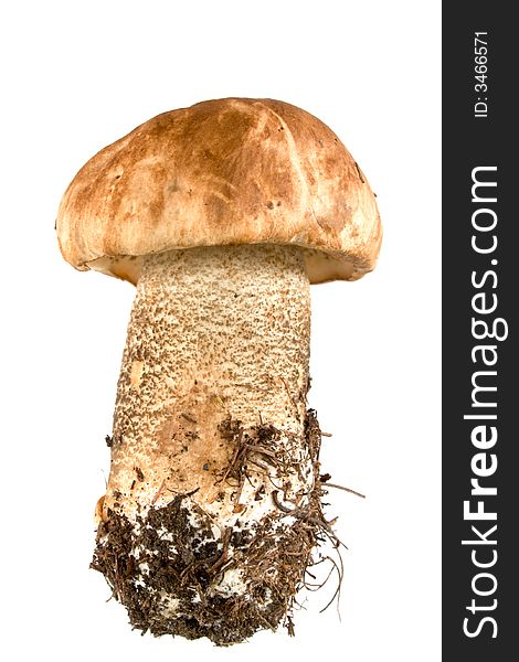 Brown cap Mushroom