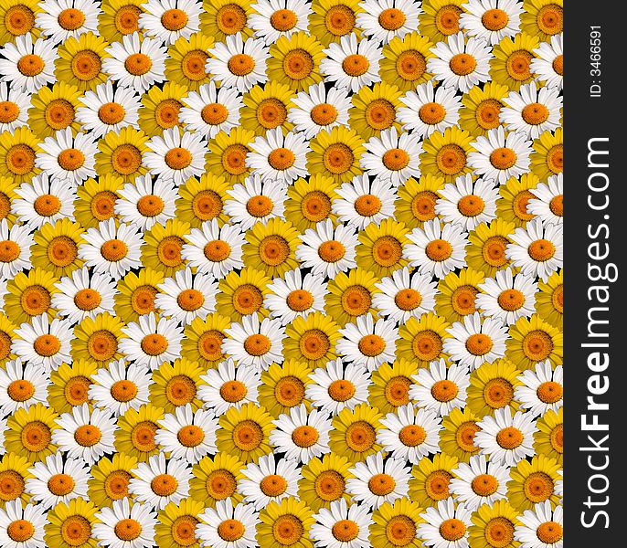 Collage in the form of a background collected from flowers of a yellow medicinal and white chamomile. Collage in the form of a background collected from flowers of a yellow medicinal and white chamomile.