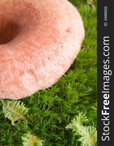 Pink agaric mushroom isolated on white. Eatable mushroom, very delicious.