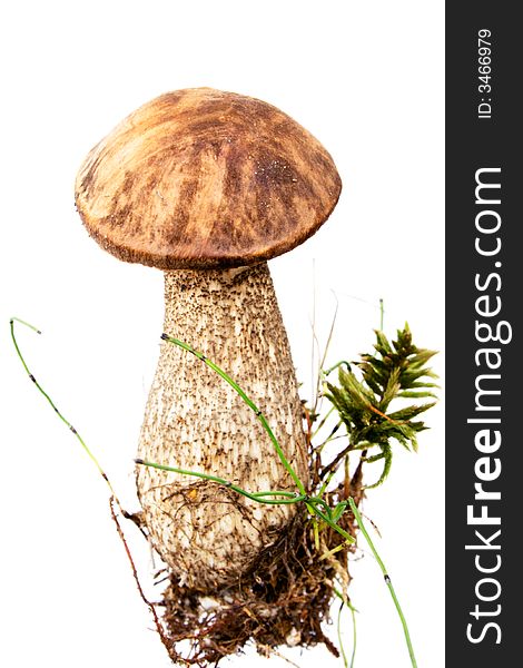Brown cap Mushroom isolated on white. Eatable mushroom, very delicious.