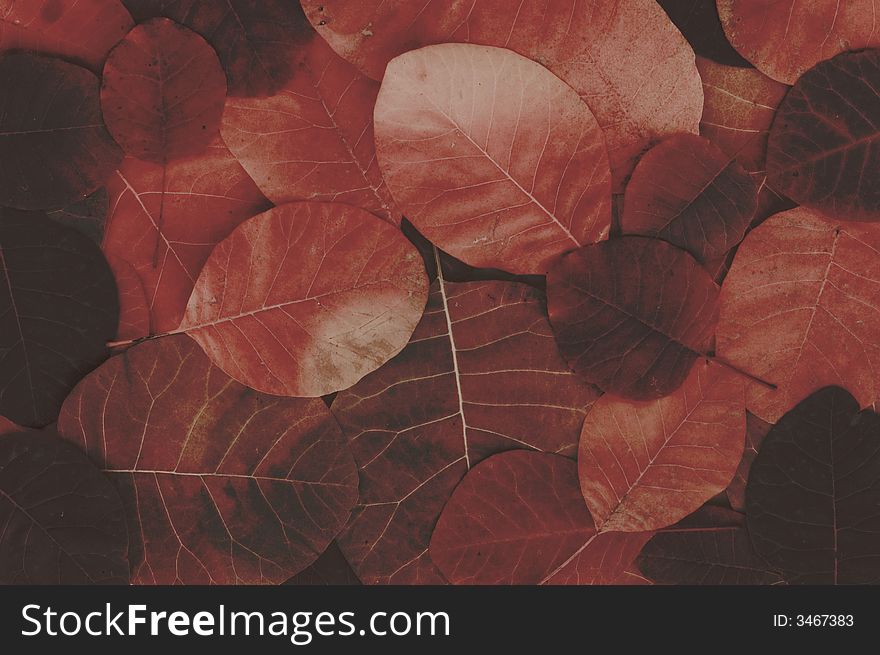 Dark leaves background high detailed