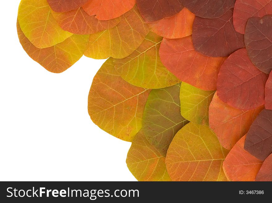 Leaves background isolated on white. Leaves background isolated on white