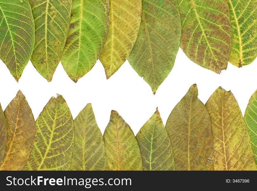 Row of color leaves isolated on white. Row of color leaves isolated on white