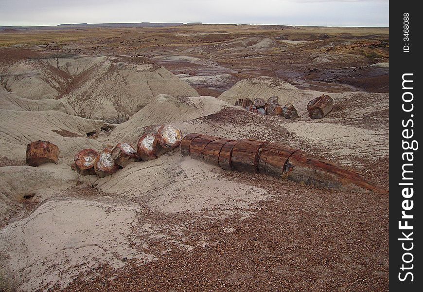 Crystal Forest is located in Petrified Forest National Park in Arizona