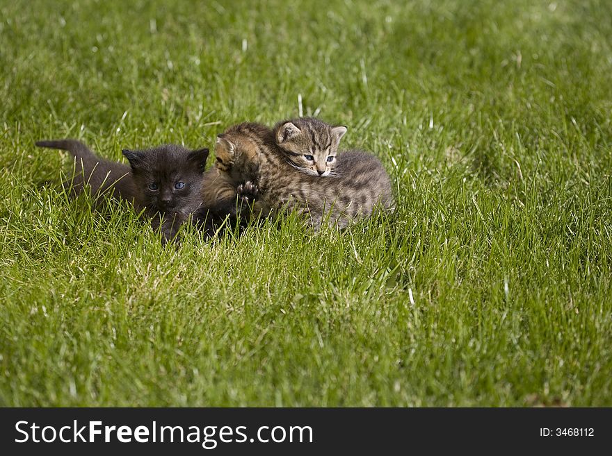 Small young cat portrait on green grass. Small young cat portrait on green grass