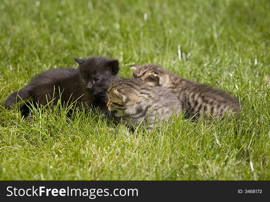 Small young cat portrait on green grass. Small young cat portrait on green grass