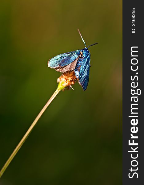 Blue burnet sitting on a grass