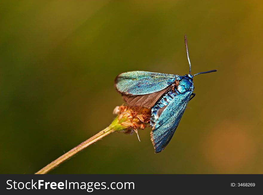 Blue burnet sitting on a grass