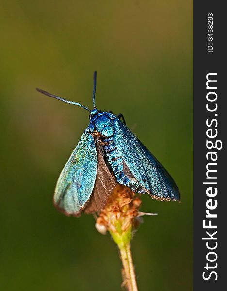 Blue burnet sitting on a grass