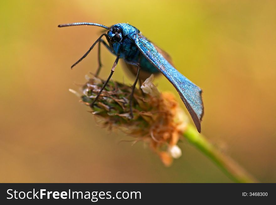 Blue burnet sitting on a grass