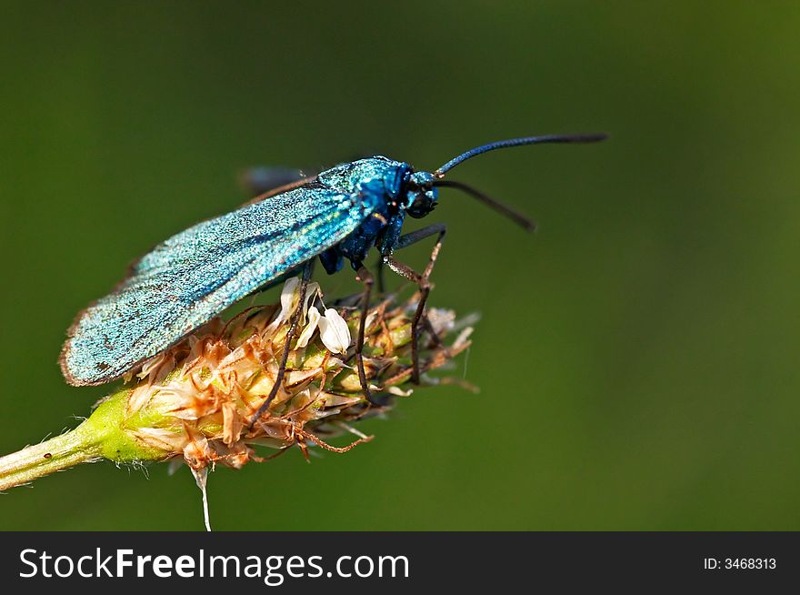 Blue burnet sitting on a grass