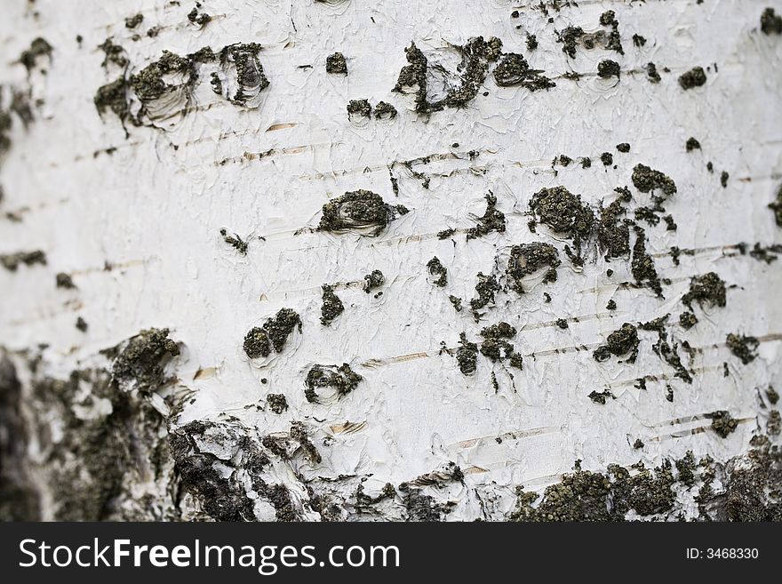 Birch bark close up in a sunny day