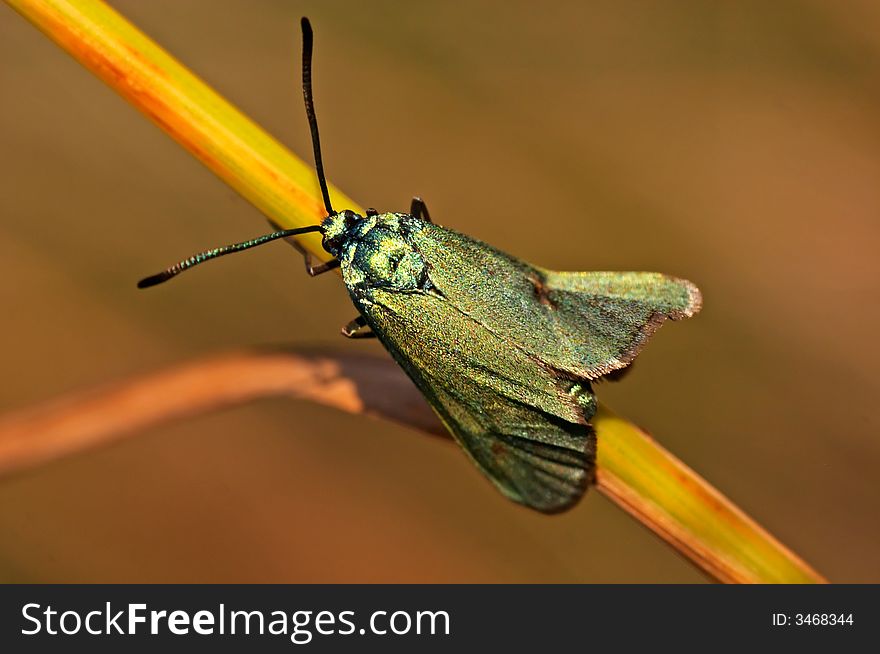 Green burnet sitting on a grass