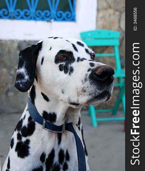 Head of an adult dalmation with mediterranean background. Head of an adult dalmation with mediterranean background