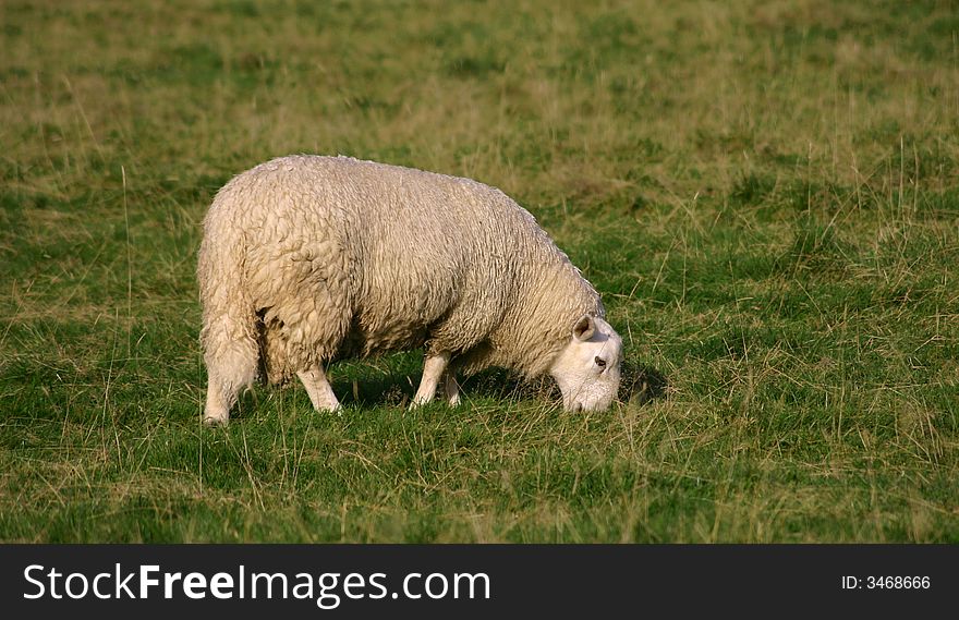 Lone sheep