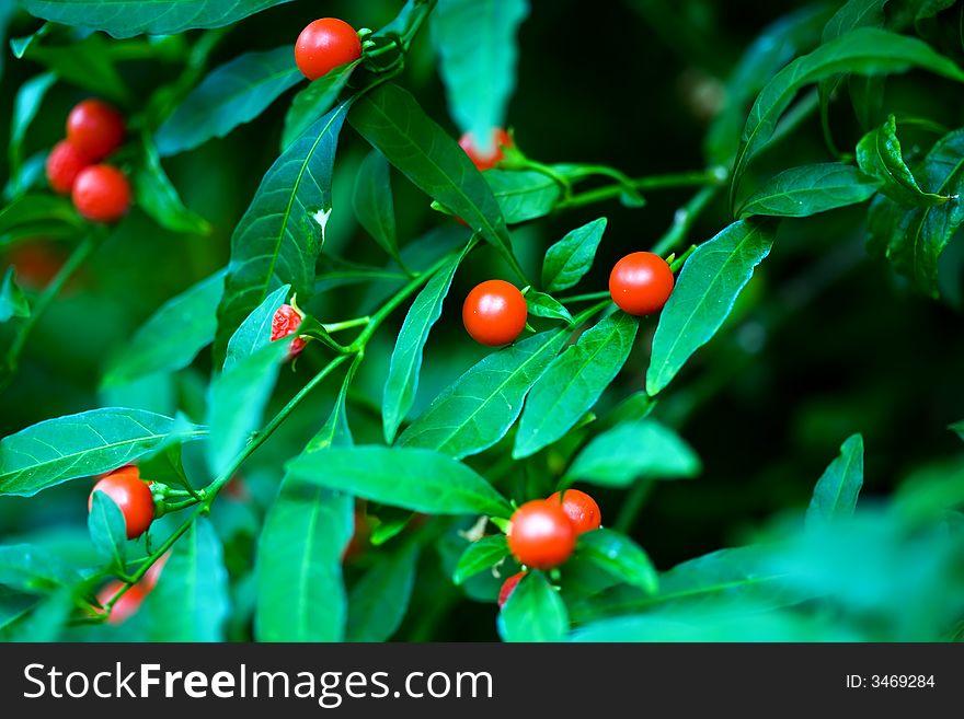 Red berry bush whit green leaf on garden. Red berry bush whit green leaf on garden