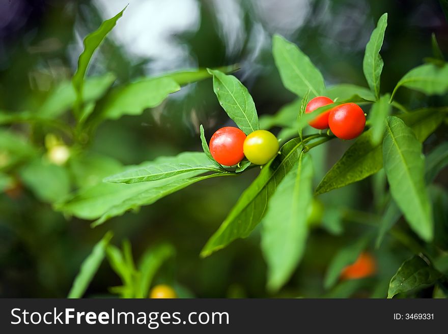 Red berry bush whit green leaf on garden. Red berry bush whit green leaf on garden