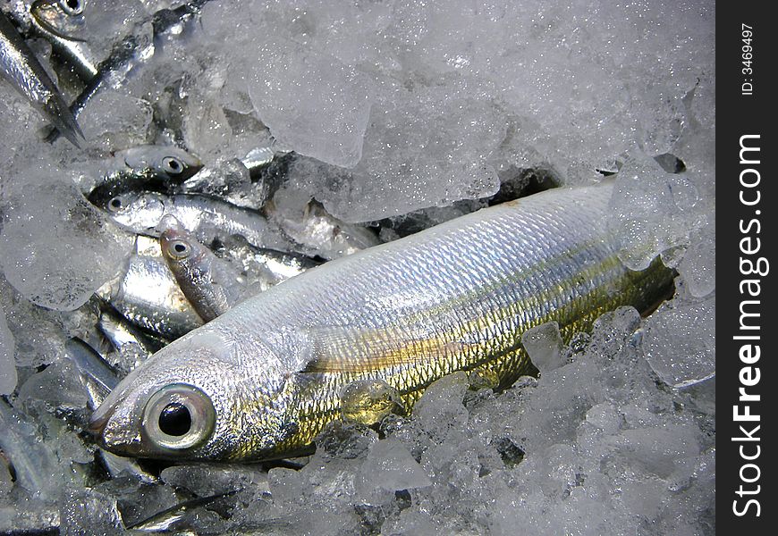 Fresh Atlantic sardine on ice. Fresh Atlantic sardine on ice.