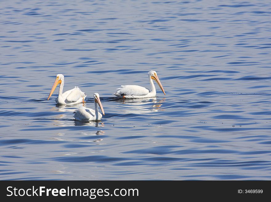 Three pelicans at the Salton Sea in California