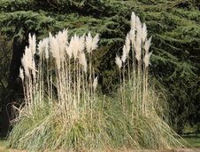 Pampas Grass. Royalty Free Stock Photography