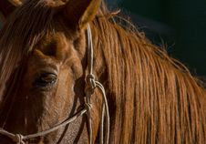 Free Horse Expression Stock Image - 34607811