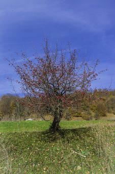 Small Hawthorn Royalty Free Stock Photo Small Hawthorn Royalty Free Stock Photo