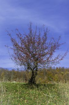 Small Hawthorn Royalty Free Stock Photo Small Hawthorn Royalty Free Stock Photo