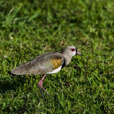 Bird On The Grass Stock Images Bird On The Grass Stock Images