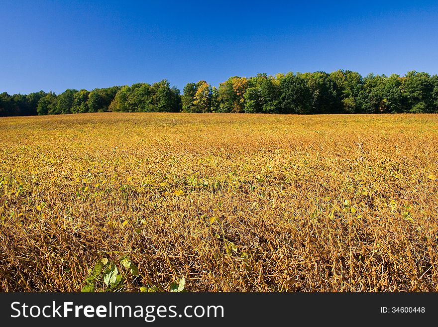 Soy Bean Field