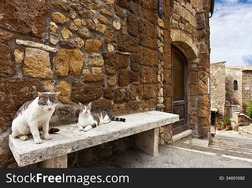 Two cats in a tuscany typical street relaxing on a bench