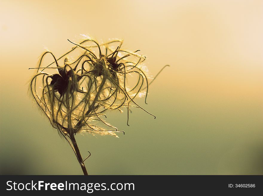 Dandelion in the sunset of the day. Dandelion in the sunset of the day.