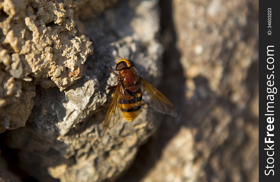 A bumble is perching on a piece of rock. A bumble is perching on a piece of rock