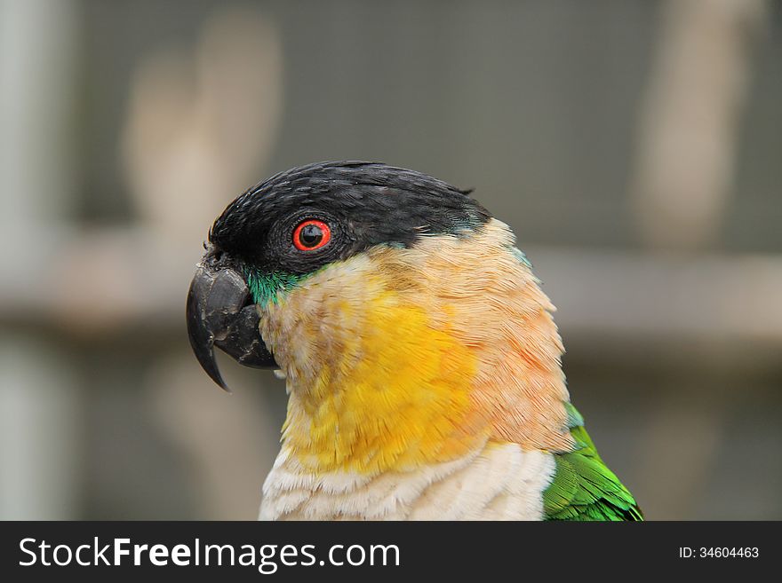 The Head of a Beautiful Black Capped Caiques Parrot. The Head of a Beautiful Black Capped Caiques Parrot.