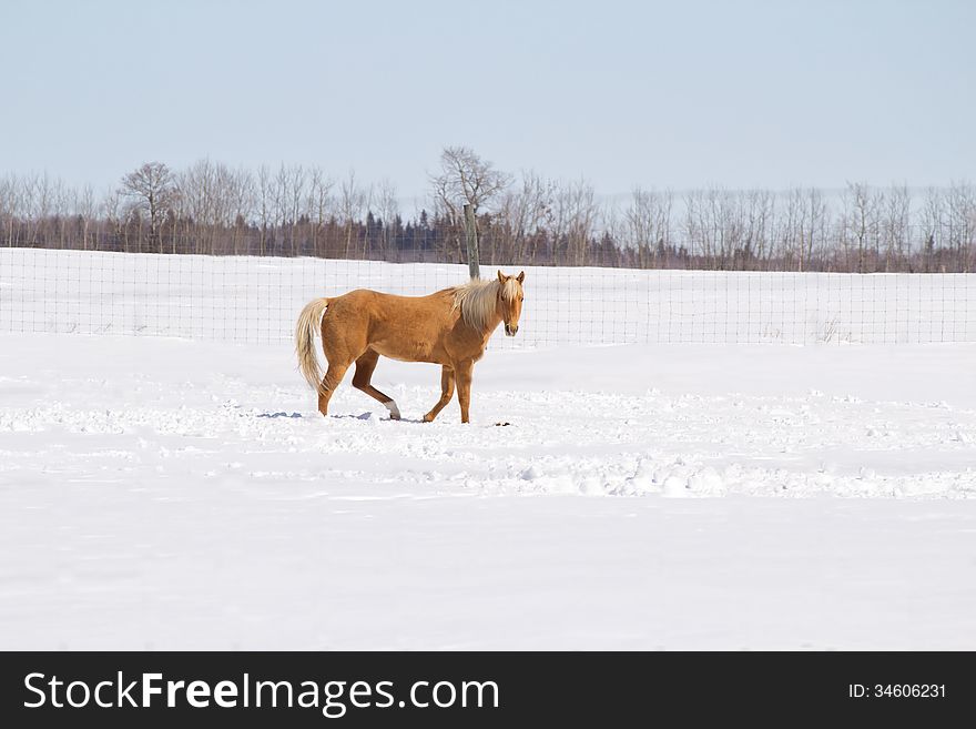 A Gold Colored Horse Walking Across Snow