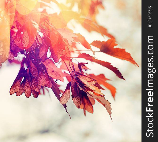 Autumn scene with yellow leaves