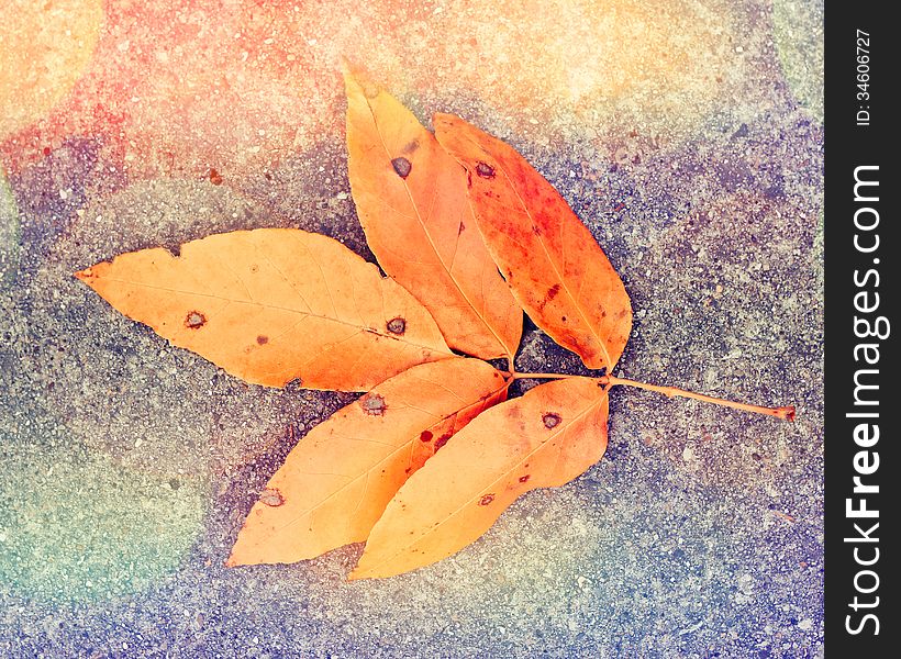 Autumn leaf on the ground. Abstract Nature Background.