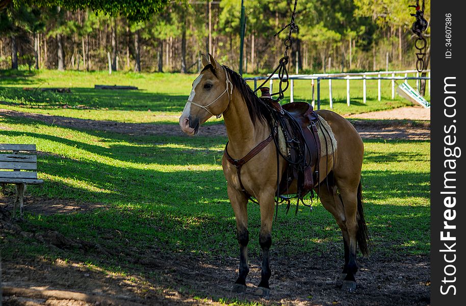 A horse ready to ride