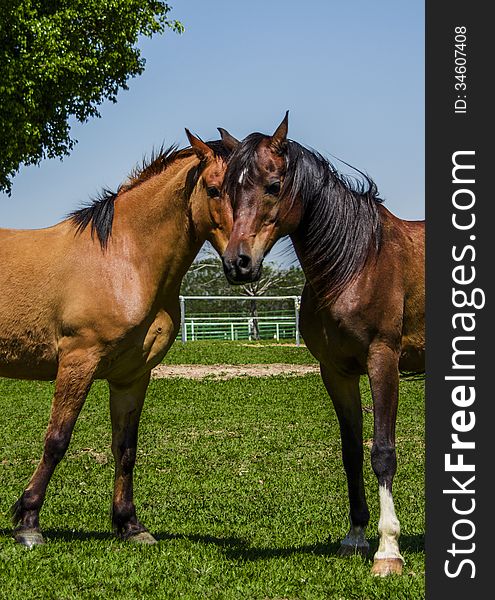 Two horses that looks like to have one head. Two horses that looks like to have one head