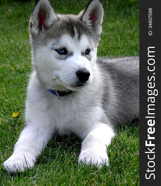 A very attentive blue eyes husky puppy, watching for his owner. A very attentive blue eyes husky puppy, watching for his owner.