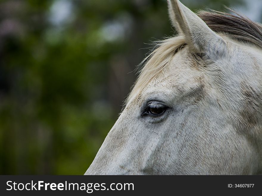 Horse meditation with green background