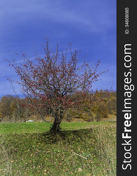 Little hawthorn with autumn forest on the background. Little hawthorn with autumn forest on the background