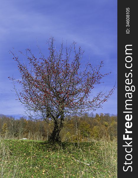 Little hawthorn with autumn forest on the background. Little hawthorn with autumn forest on the background