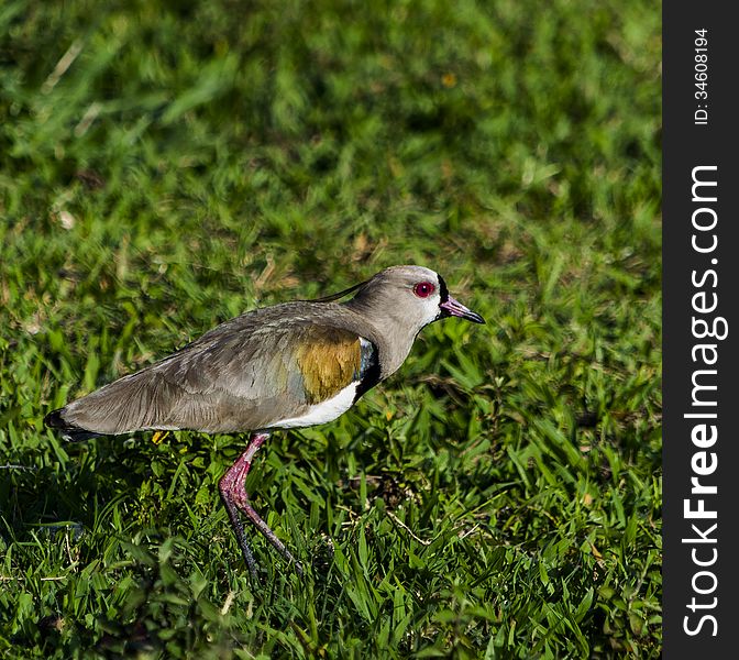 Bird with red eyes on the grass. Bird with red eyes on the grass