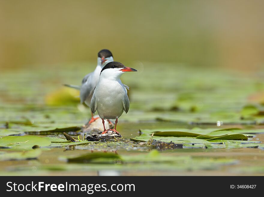 Common Tern