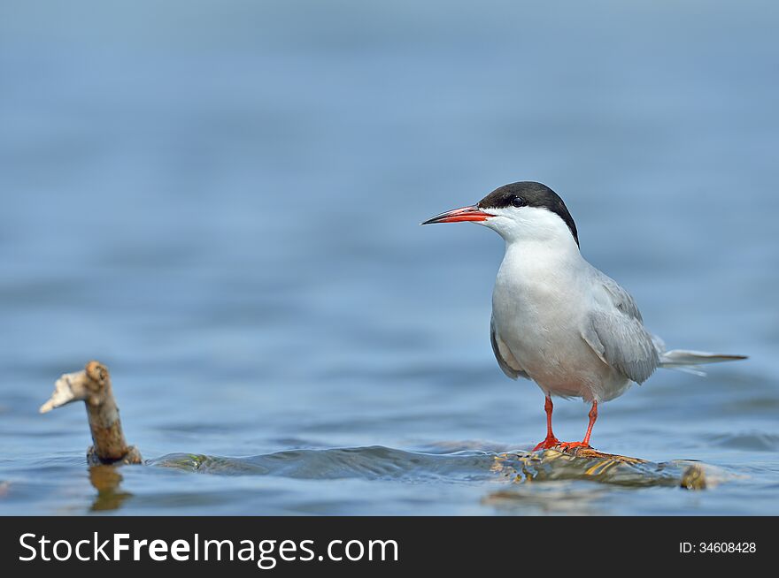 Common Tern